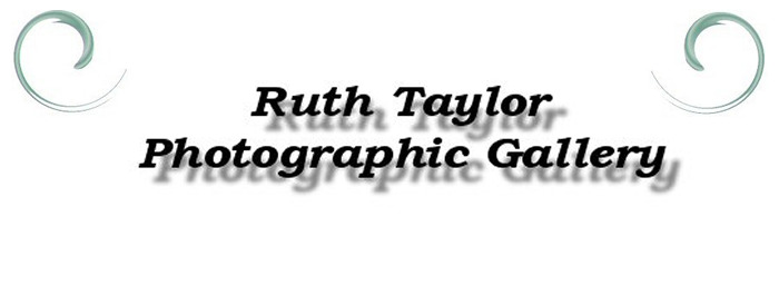 Ruth Taylor Photographic Gallery